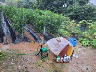 북극성짱님의 고추 · 비료•농약 작성글 사진