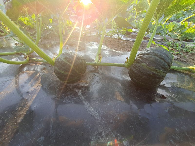 장터 상품 [단호박(보우짱)] 썸네일