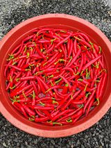 팜모닝 고추·수확 게시글 이미지