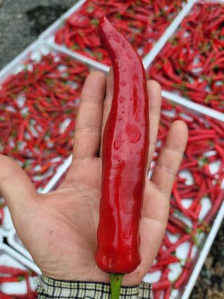 이창훈님의 고추 · 수확 작성글 사진