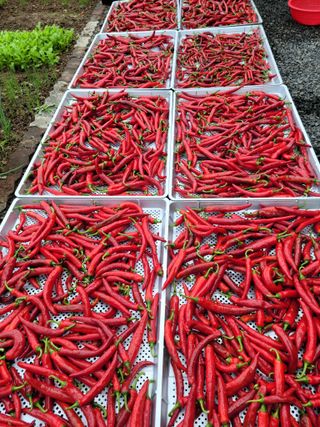 이창훈님의 고추 · 수확 작성글 사진