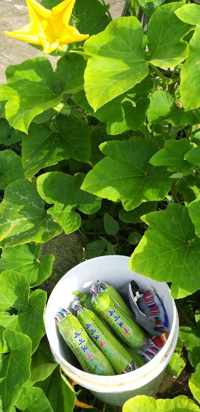 장터 상품 [애호박] 썸네일