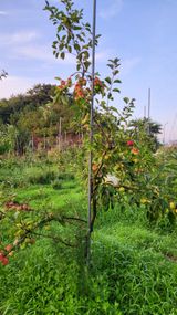 팜모닝 사과·품질 향상 게시글 이미지