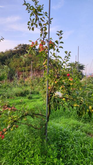 제부도그린농원님의 사과 · 품질 향상 작성글 사진
