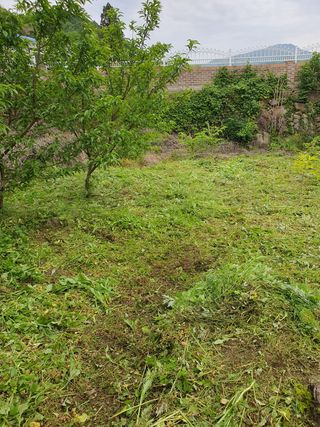 코지팜스테이님의 매실 · 영농일지 작성글 사진