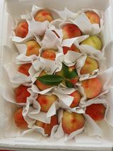 팜모닝 복숭아·영농일지 게시글 이미지