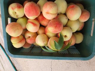 코지팜스테이님의 복숭아 · 영농일지 작성글 사진