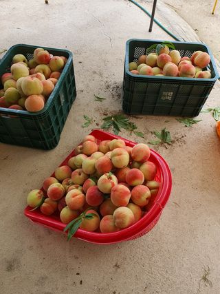 코지팜스테이님의 복숭아 · 영농일지 작성글 사진