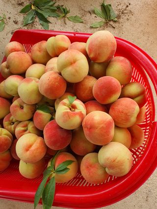 코지팜스테이님의 복숭아 · 영농일지 작성글 사진