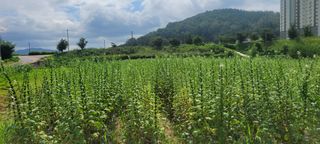 김연준님의 참깨 · 자유게시판 작성글 사진