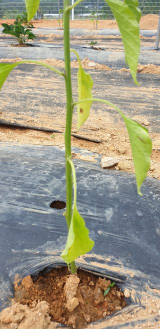 조가든님의 고추 · 병해충상담 작성글 사진