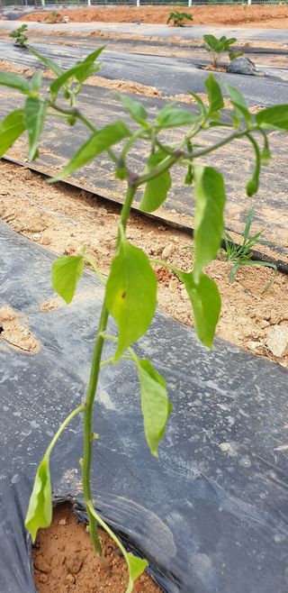 조가든님의 고추 · 병해충상담 작성글 사진