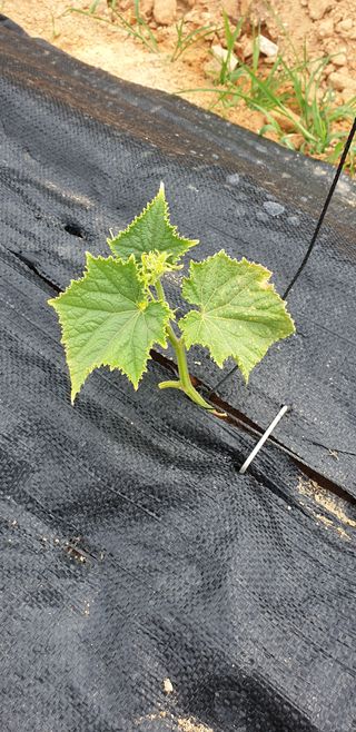 조가든님의 고추 · 병해충상담 작성글 사진