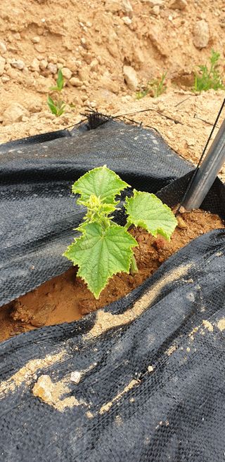 조가든님의 고추 · 병해충상담 작성글 사진