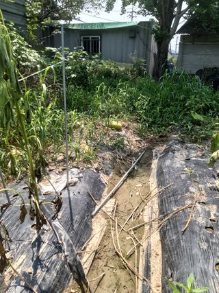 배추16219님의 참깨 · 자유게시판 작성글 사진