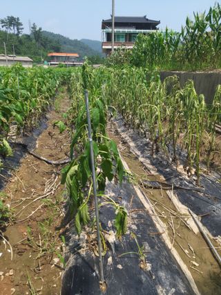 배추16219님의 참깨 · 자유게시판 작성글 사진