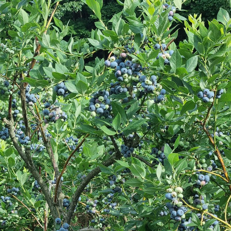 모두팜님의 장터 판매 상품 [생블루베리 판매합니다] 첨부 사진