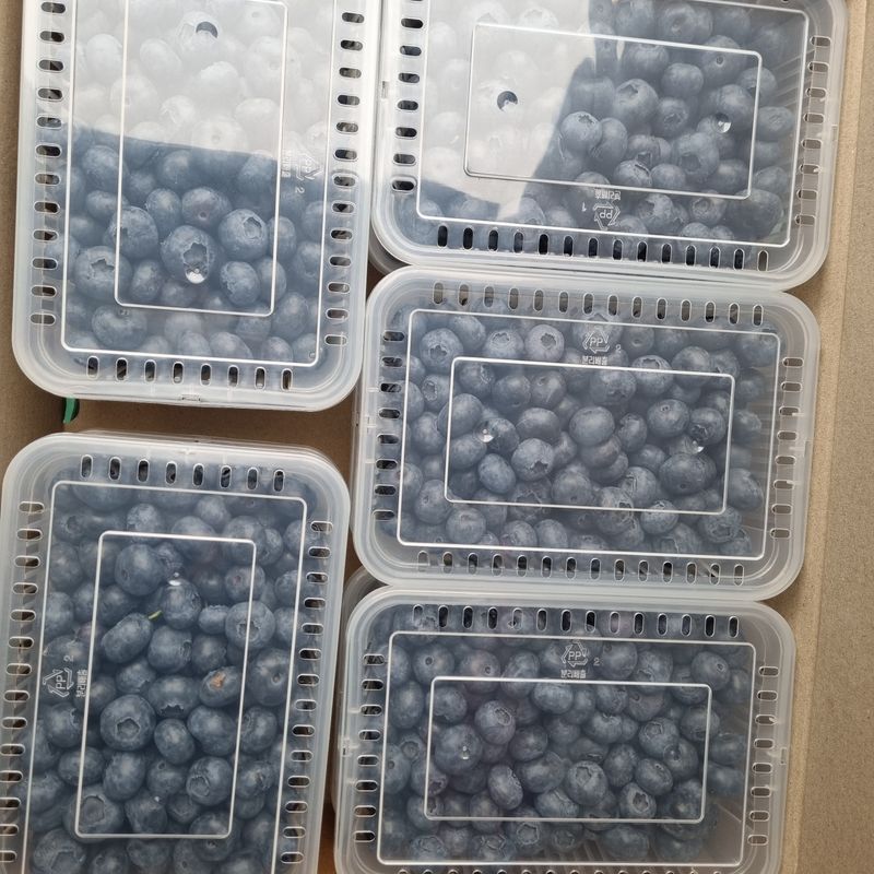 모두팜님의 장터 판매 상품 [생블루베리 판매합니다] 첨부 사진