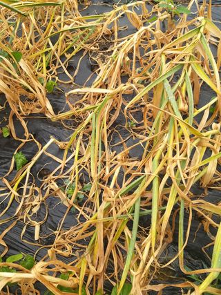 7773님의 마늘 · 병해충상담 작성글 사진