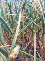 팜모닝 마늘·병해충상담 게시글 이미지