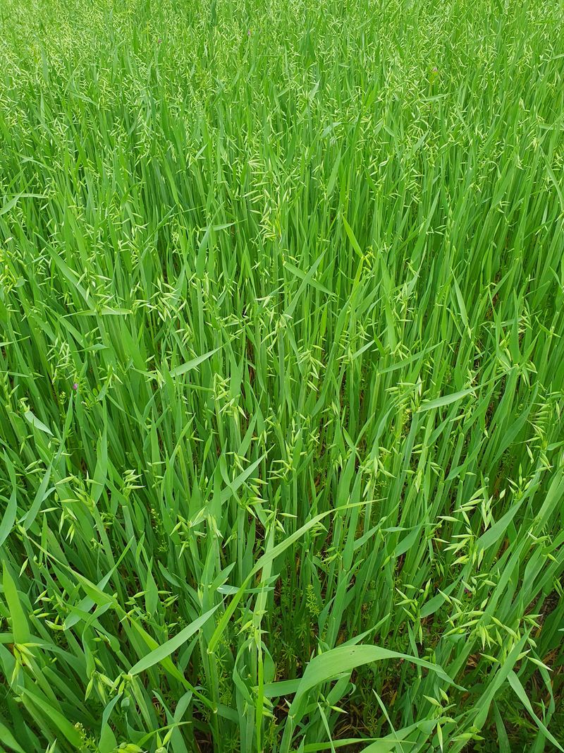 남재님의 장터 판매 상품 [귀리] 첨부 사진