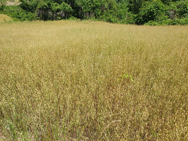 남재님의 장터 판매 상품 [귀리] 첨부 사진