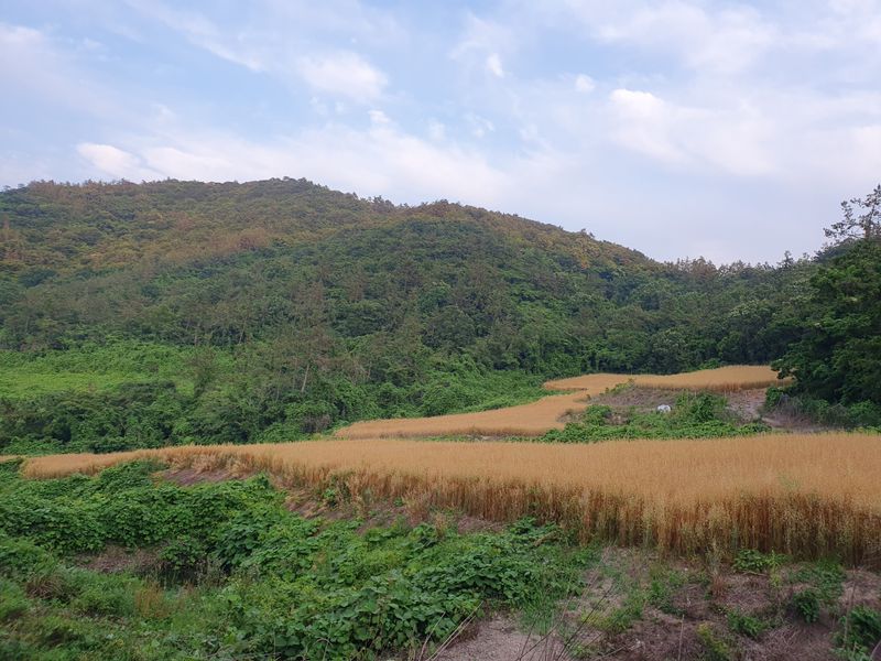 남재님의 장터 판매 상품 [귀리] 첨부 사진