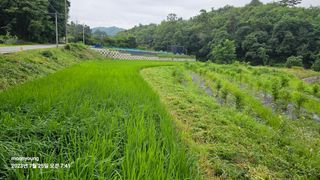 초보농부님의 벼 · 영농일지 작성글 사진
