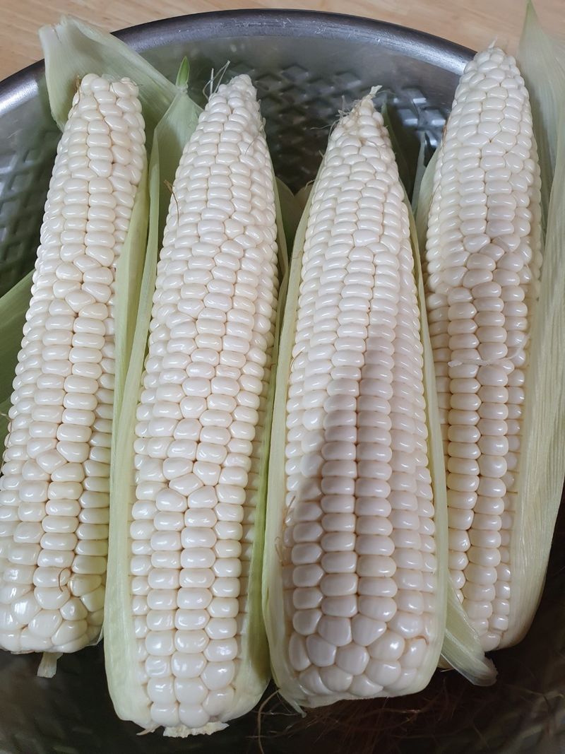 정선농가 달성마켓님의 장터 판매 상품 [정선 냉동 찐옥수수 12개 30개] 첨부 사진