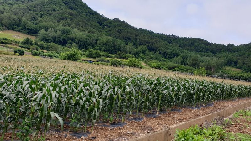 정선농가 달성마켓님의 장터 판매 상품 [정선 냉동 찐옥수수 12개 30개] 첨부 사진
