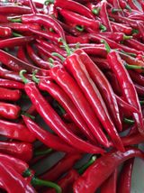 팜모닝 고추·영농일지 게시글 이미지