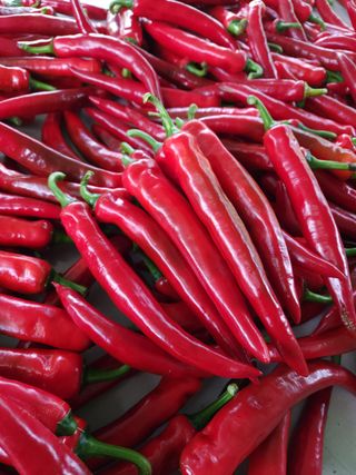 유혜영님의 고추 · 영농일지 작성글 사진