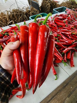 유혜영님의 고추 · 영농일지 작성글 사진