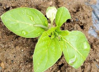 알 수 없음님의 참깨 · 병해충상담 작성글 사진