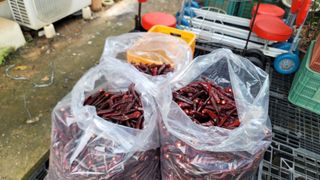 고추 조의현님의 고추 · 수확 작성글 사진