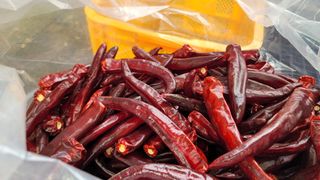 고추 조의현님의 고추 · 수확 작성글 사진