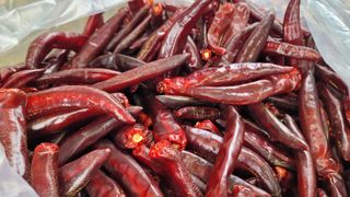 고추 조의현님의 고추 · 수확 작성글 사진