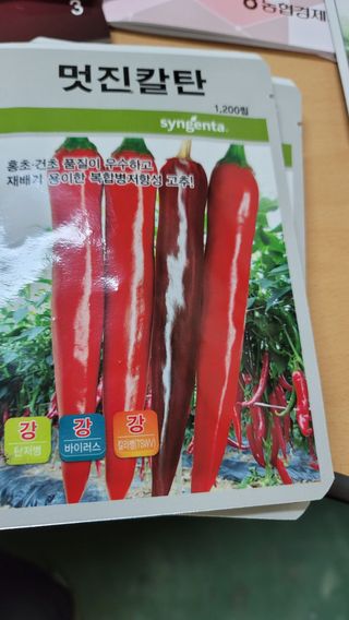 고추 조의현님의 고추 · 수확 작성글 사진