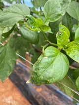 팜모닝 고추·병해충상담 게시글 이미지