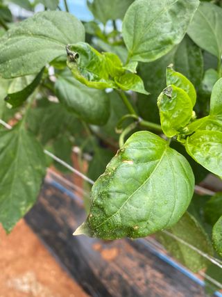 감마님의 고추 · 병해충상담 작성글 사진