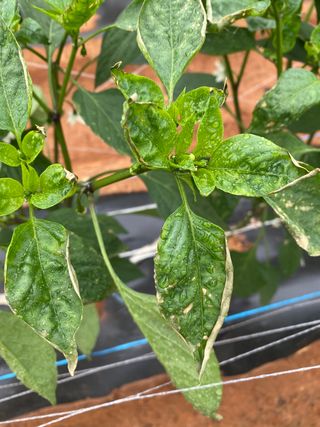 감마님의 고추 · 병해충상담 작성글 사진