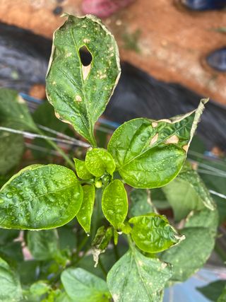 감마님의 고추 · 병해충상담 작성글 사진