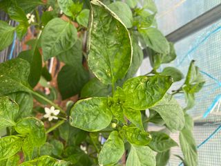 감마님의 고추 · 병해충상담 작성글 사진