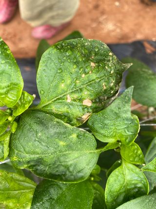 감마님의 고추 · 병해충상담 작성글 사진