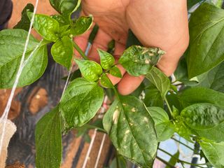 감마님의 고추 · 병해충상담 작성글 사진