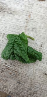 팜모닝 참깨·병해충상담 게시글 이미지