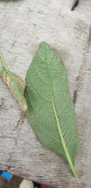 쫀쫀이할머니님의 참깨 · 병해충상담 작성글 사진