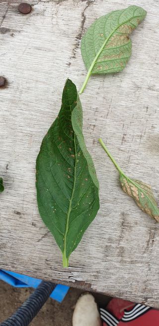 쫀쫀이할머니님의 참깨 · 병해충상담 작성글 사진
