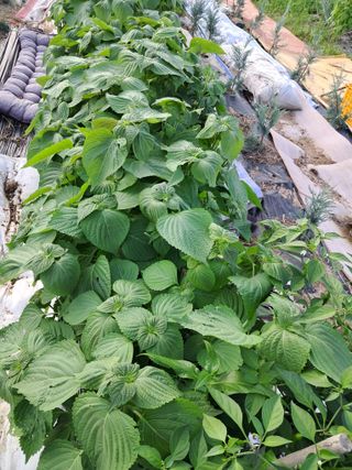 전희분님의 어떤 유기농자재 쓰세요? · 참여글 작성글 사진