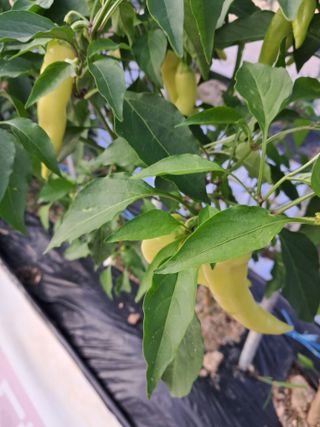 전희분님의 어떤 유기농자재 쓰세요? · 참여글 작성글 사진